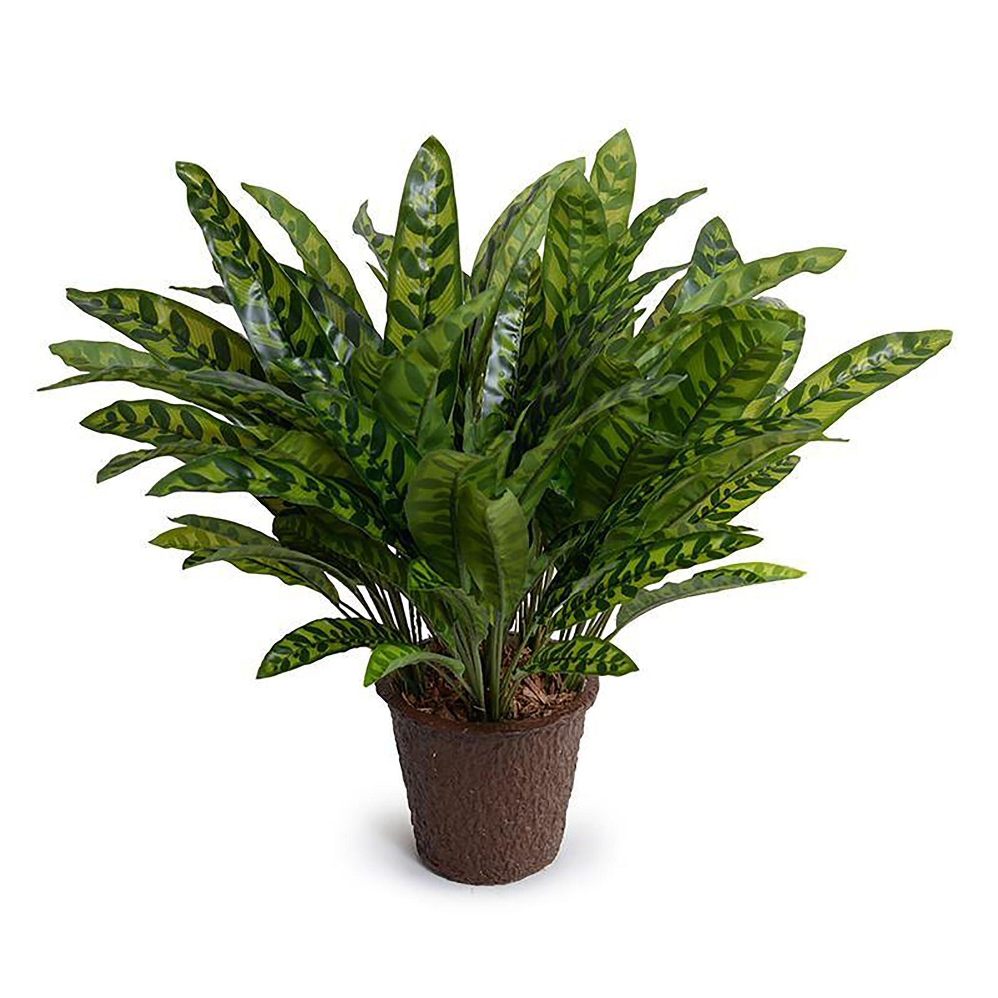 Aglaonema Plant 18