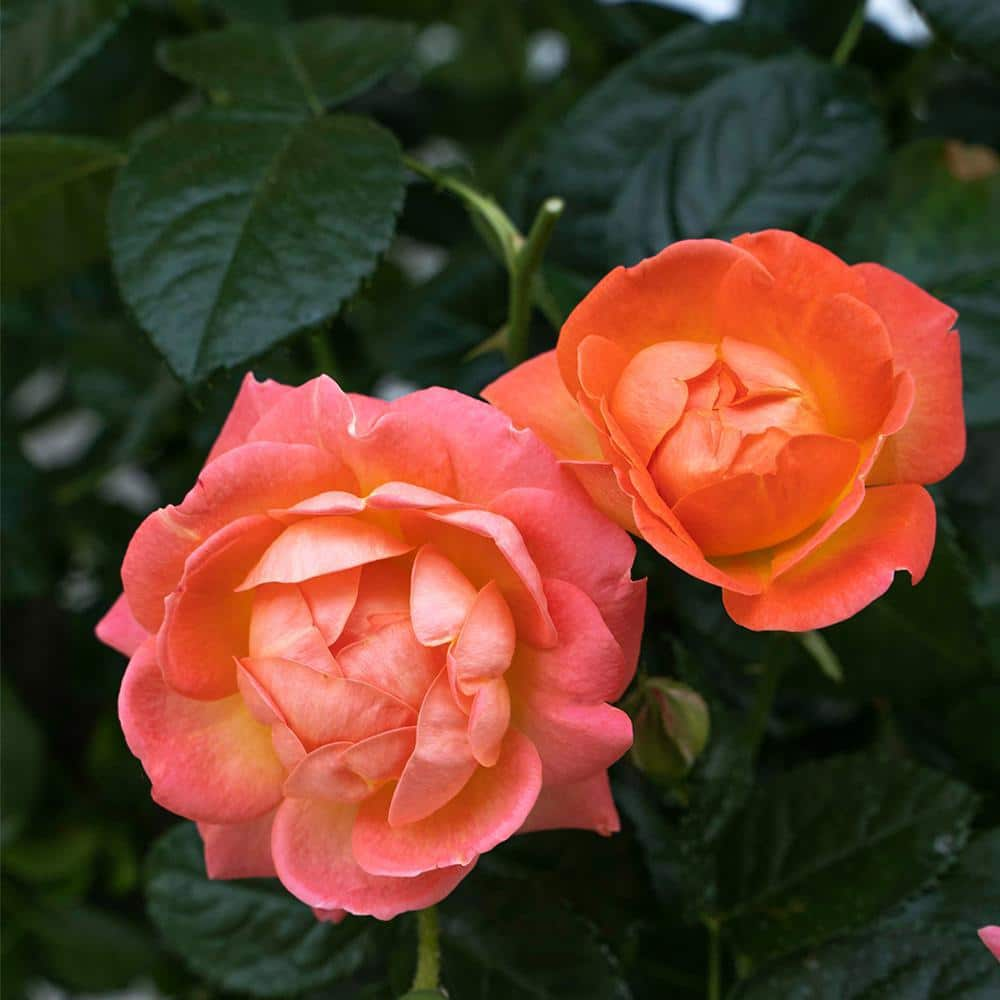 KNOCK OUT 1 Gal. Orange Glow Knock Out Rose Bush with Orange Flowers 17626