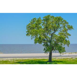 Online Orchards 3 ft. American Elm Tree with Graceful Weeping Branches and Gold Fall Foliage SHEM001