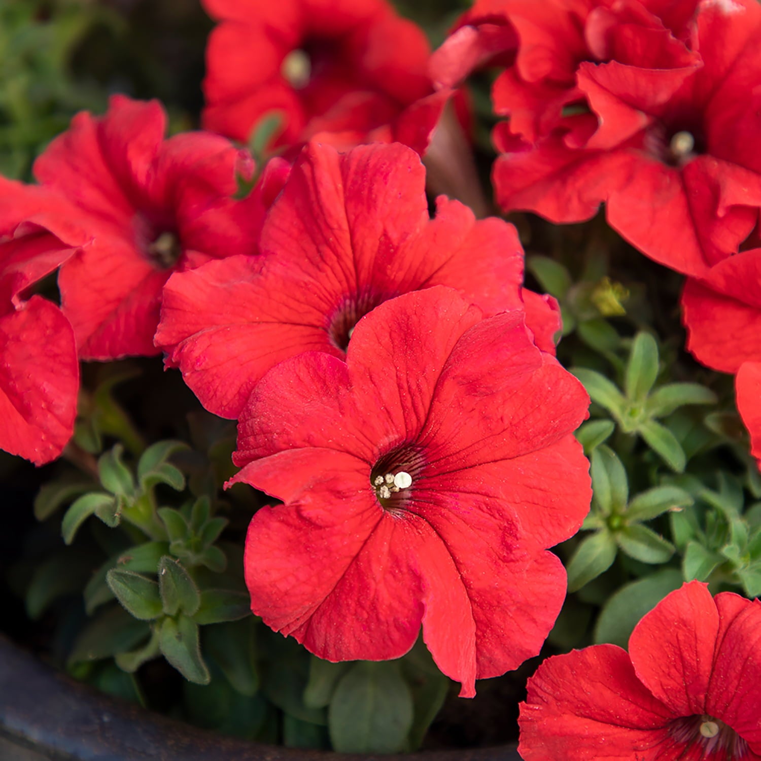 1G PETUNIA RED