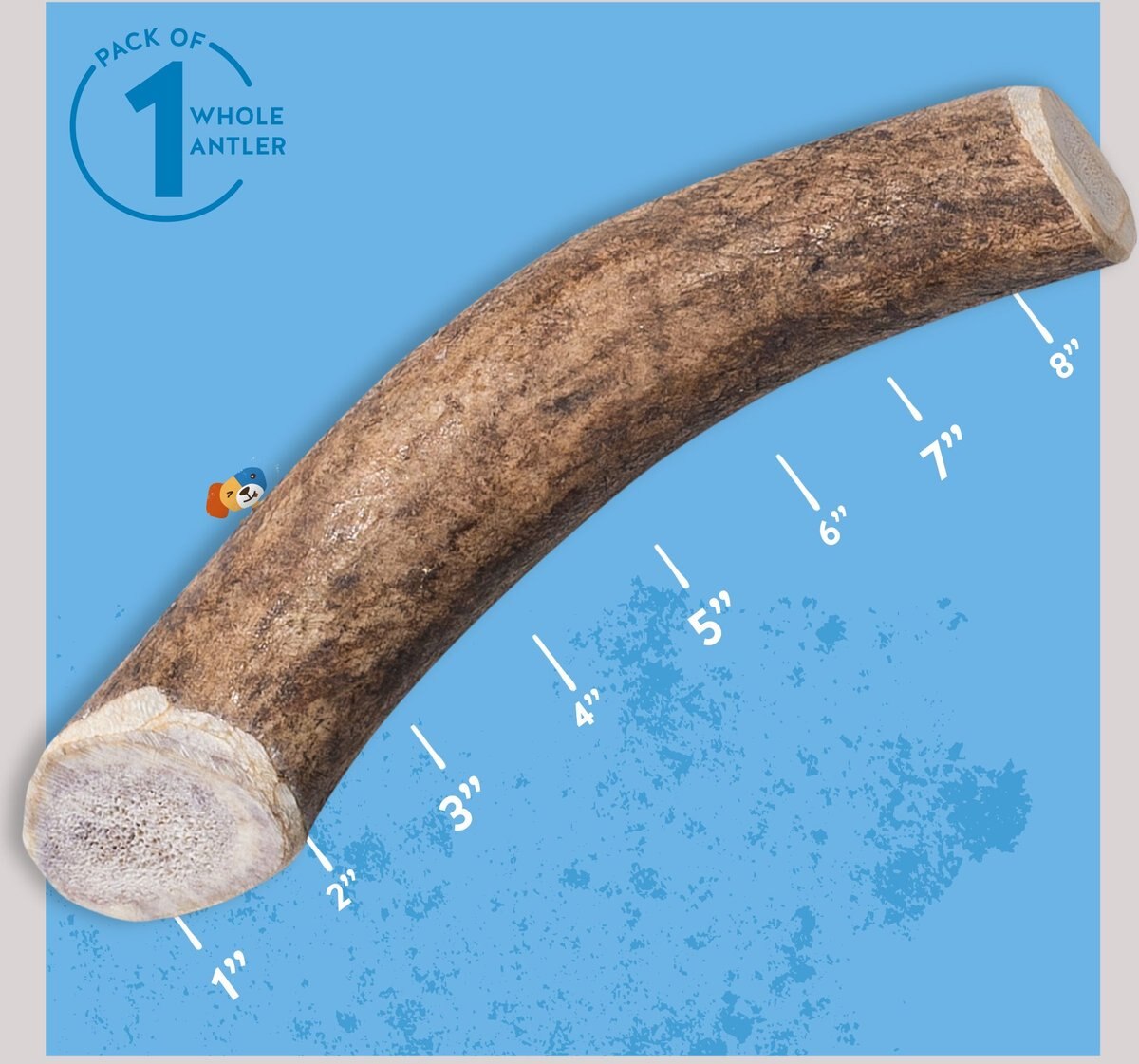 Jack and Pup Large Whole Elk Antler Extra Thick Dog Chew， 8-in