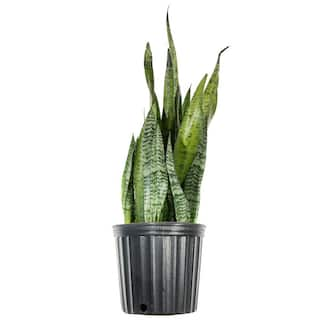 Perfect Plants Snake Plant Sansevieria Zeylanica Indoor Plant 10 in. Grower's Pot THD00433