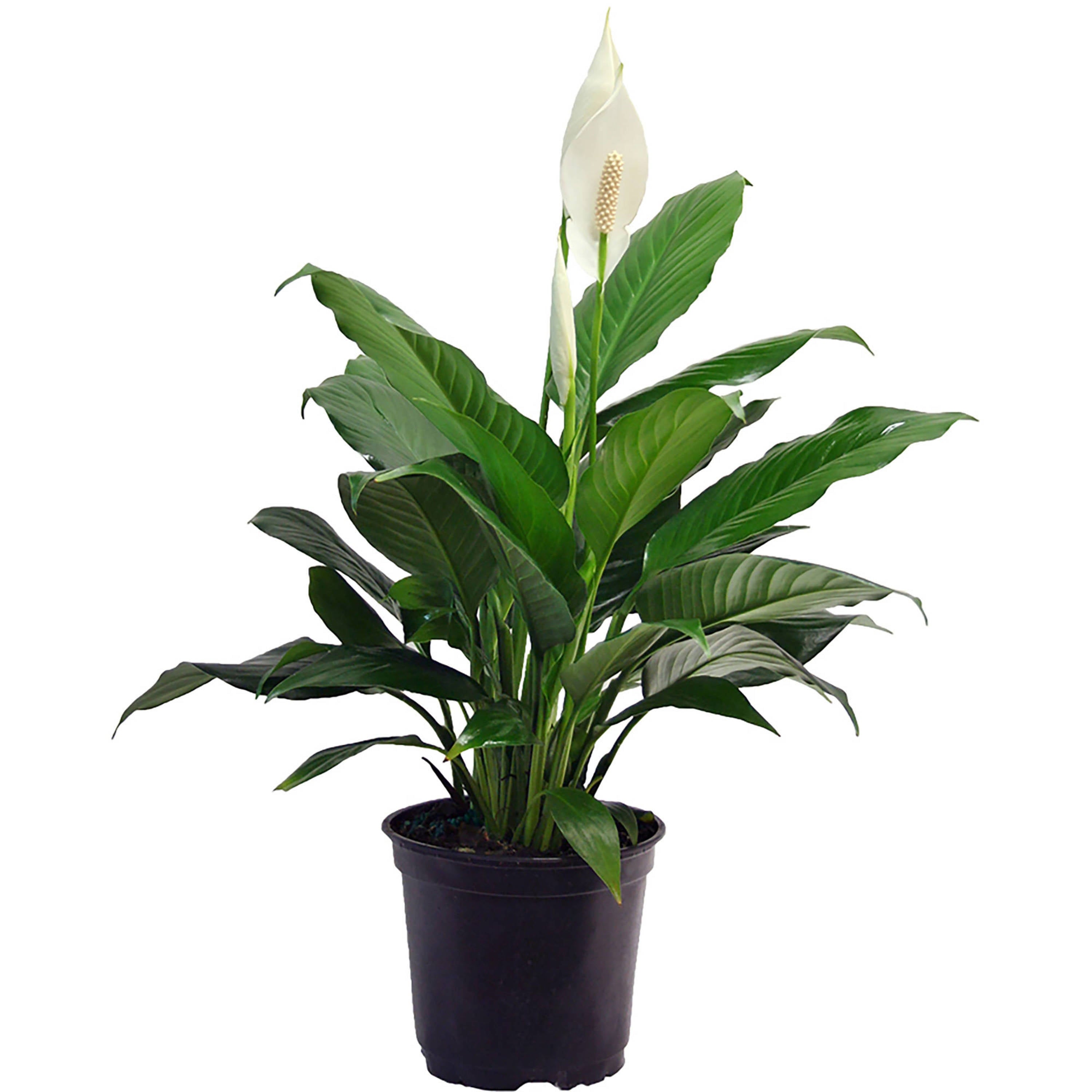 Costa Farms  Live Indoor 15in. Tall White Peace Lily; Bright， Indirect Sunlight Plant in 6in. Grower Pot