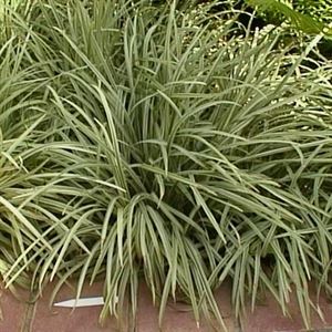 Pots Ophiopogon Japonicus Silver Mist