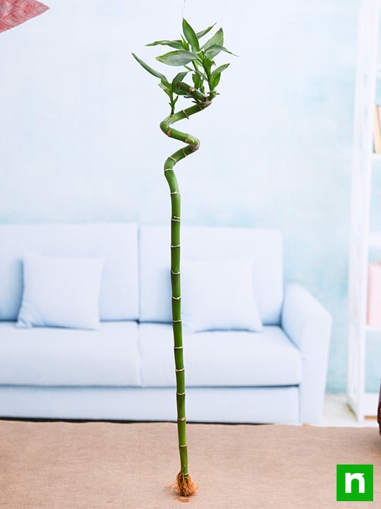 60 cm Spiral Stick Lucky Bamboo Plant