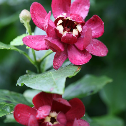 Calycanthus Aphrodite Sweetshrub