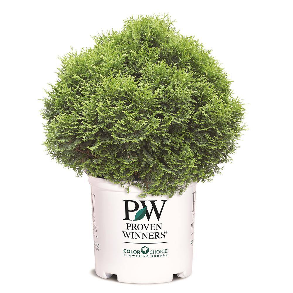 PROVEN WINNERS 2 Gal. Arborvitae Tater Tot Evergreen Shrub 18196