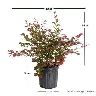 FLOWERWOOD 2.5 Qt - Ruby Loropetalum - Live Evergreen Shrub with Purple Foliage 3979Q