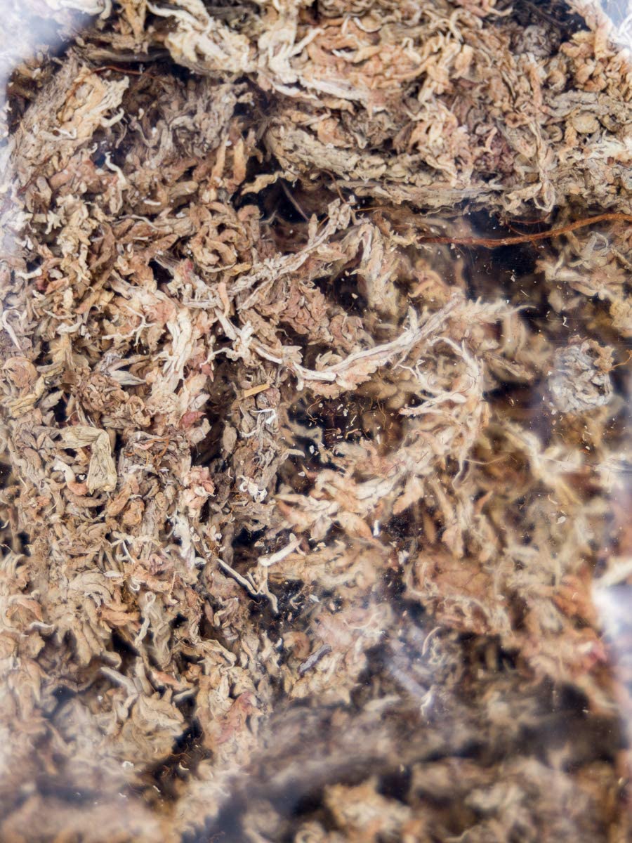 Josh's Frogs Chilean Sphagnum Moss (100g bag)