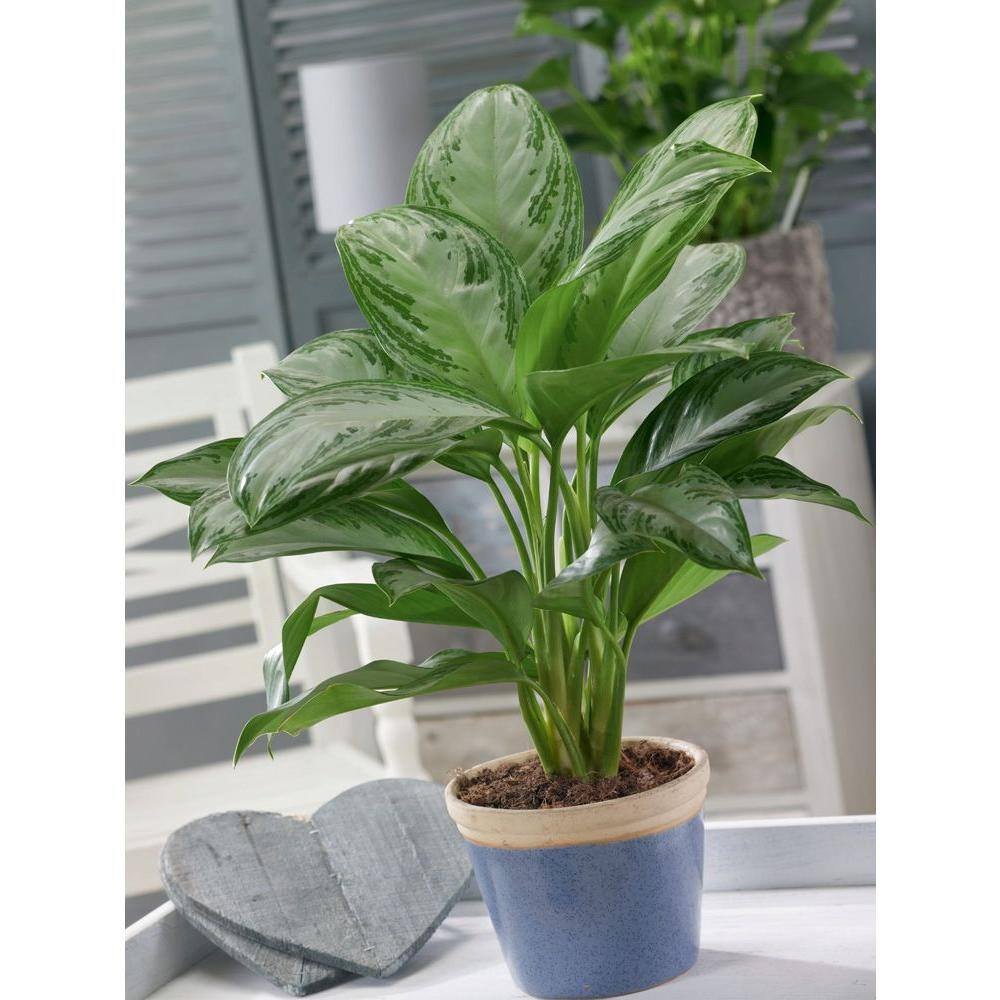 Costa Farms Aglaonema Chinese Evergreen Indoor Plant in 9.25 in. White Cylinder Pot and Stand Avg. Shipping Height 2-3 ft. Tall CO.AA10.3.CYL