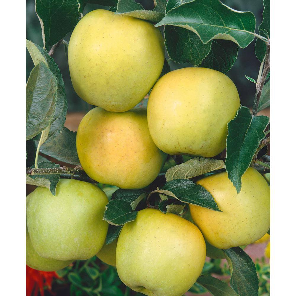 Online Orchards 3 ft. Golden Delicious Apple Tree with Honeyed Sweet Light Gold Fruit FTAP208