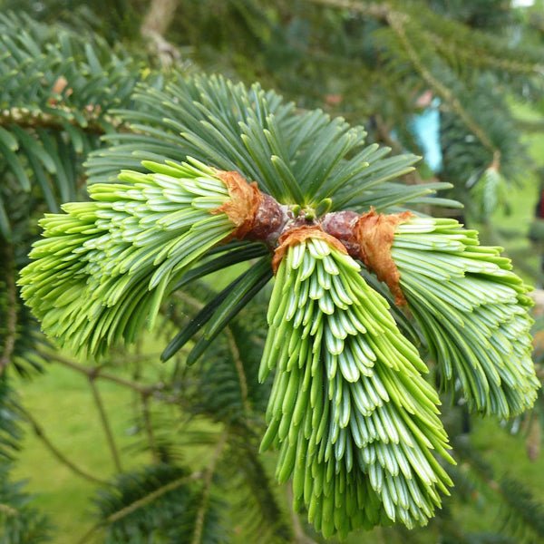 Abies webbiana