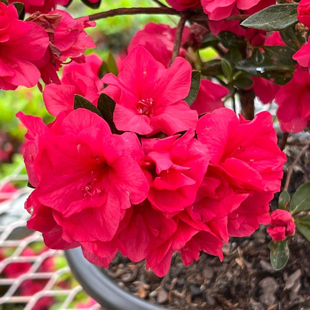 Hershey Red Azalea Bonsai (Live Plant) Indoor/Outdoor Plant