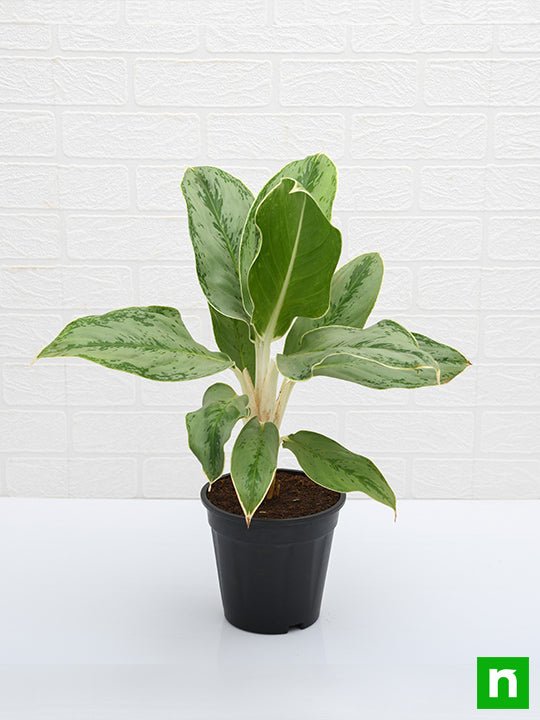 Aglaonema Commutatum Silver Queen - Plant