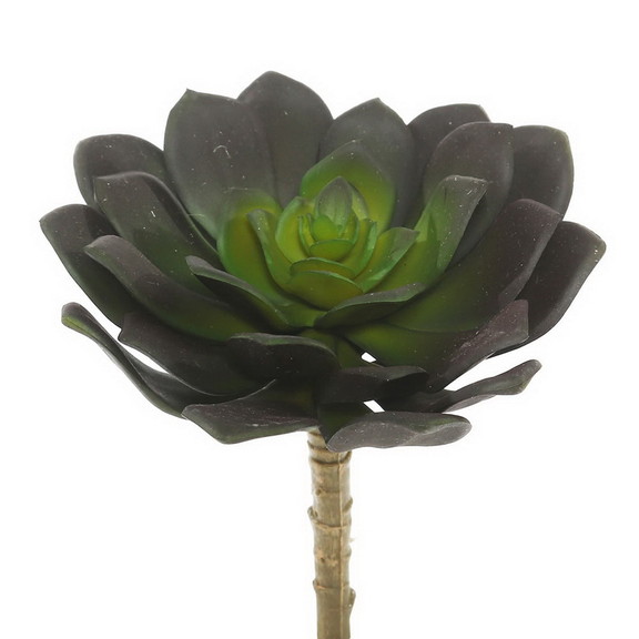 Vickerman Echeveria PK/3