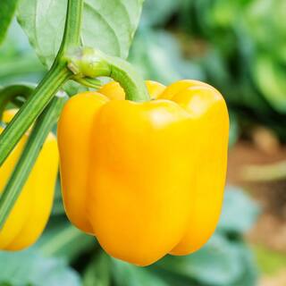 Bonnie Plants 19 oz. Yellow Bell Pepper Plant 2102