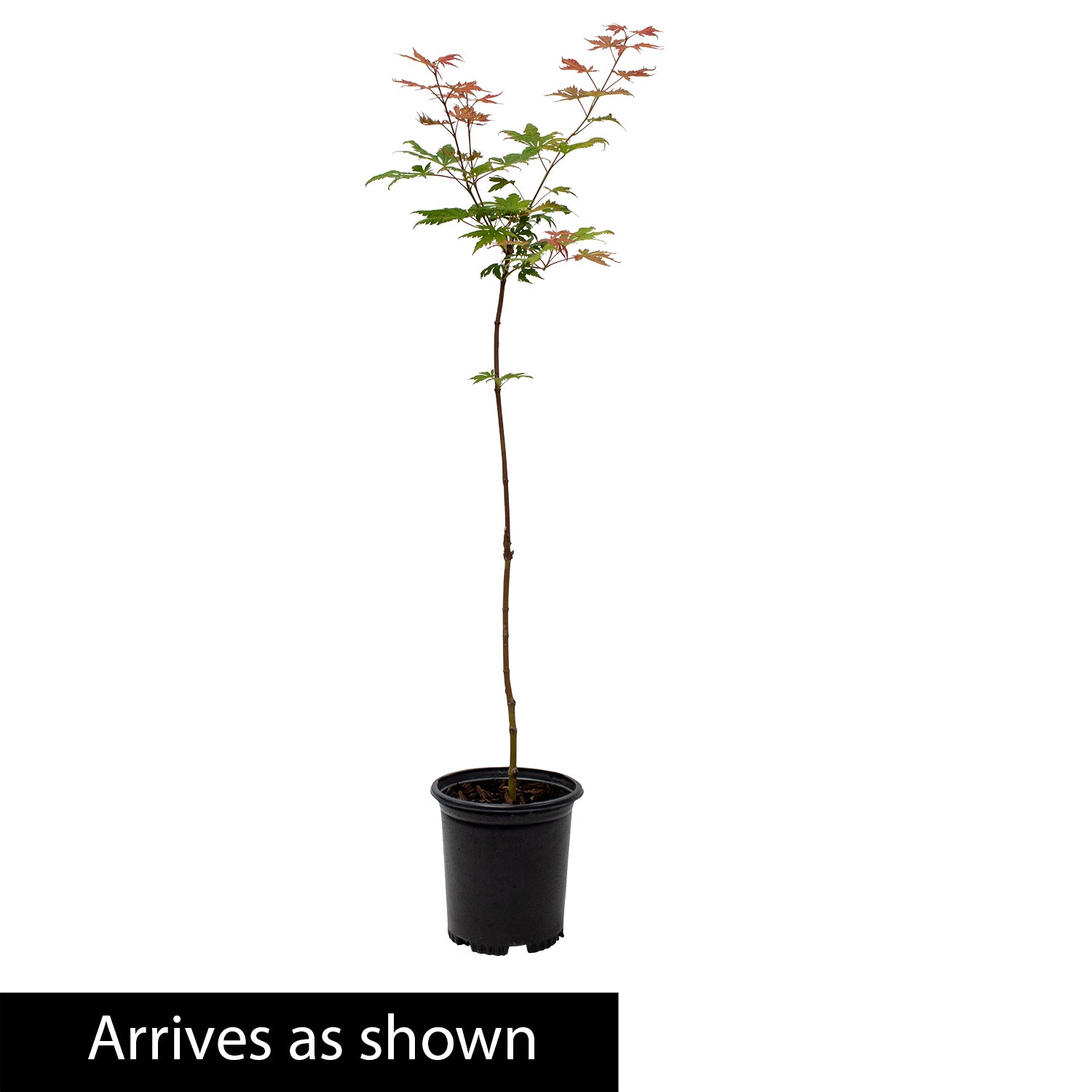 Emperor I Japanese Maple Ornamental Tree grown in a 2.25 Gallon Pot (1-Pack)