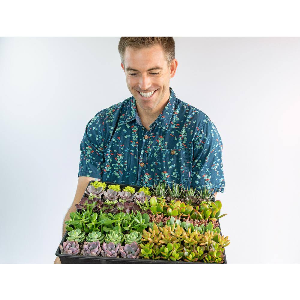 LIVELY ROOT Assorted Mini Succulents in 2 in. Grower Pot (16-Pack) LRSUCC2IN16PK