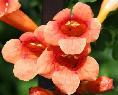 Classy Groundcovers - Trumpet Creeper Trumpet Vine， Cow Itch Vine {25 Bare Root Plants}