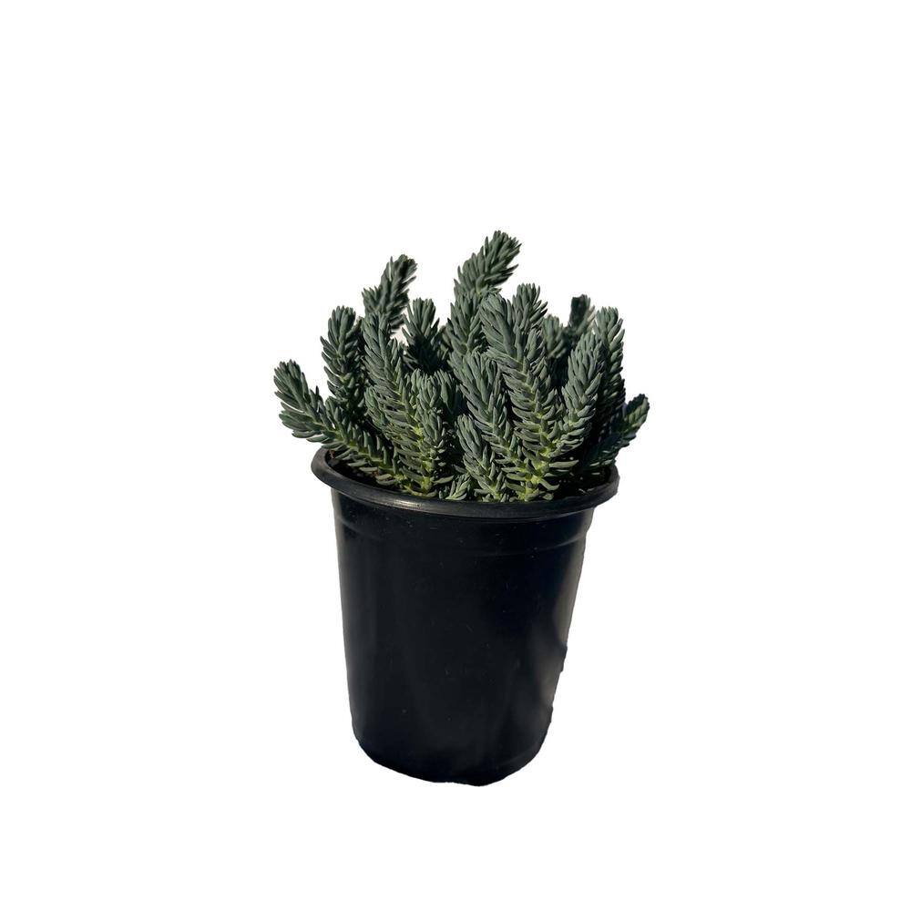 Zeus  Ruta Live Blue Spruce Stonecrop Planters in Separate in Pots Pet-Safe (3-Pack) BG-19