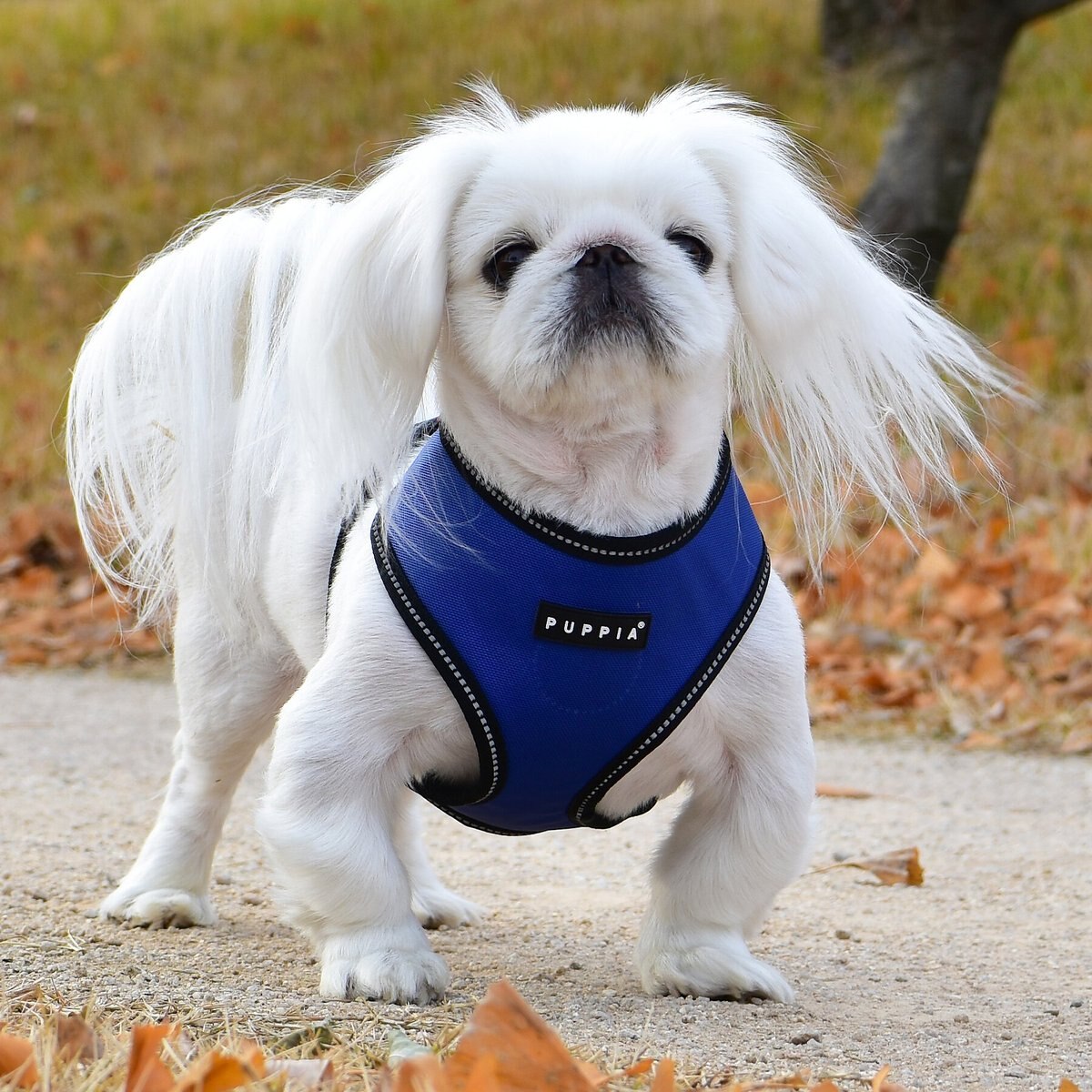 Puppia Trek A Dog Harness