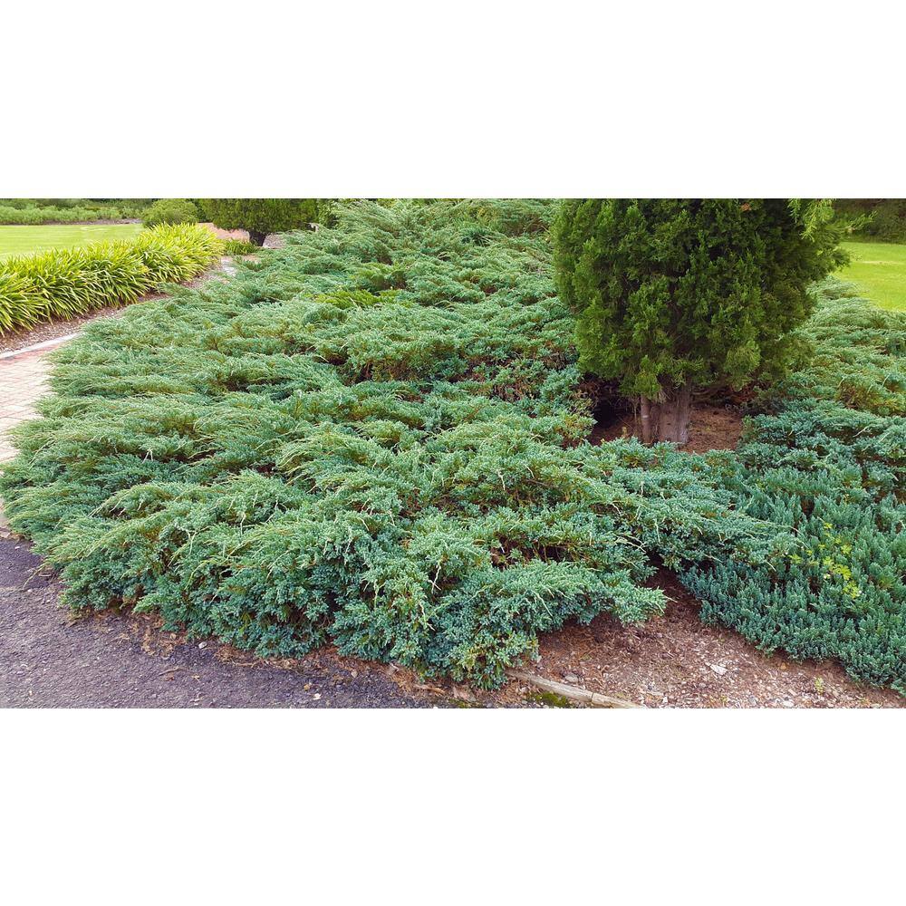 Online Orchards 1 Gal. Blue Rug Juniper Shrub Unique Blue Evergreen Ground Cover Shrub Drought Tolerant CFJP002