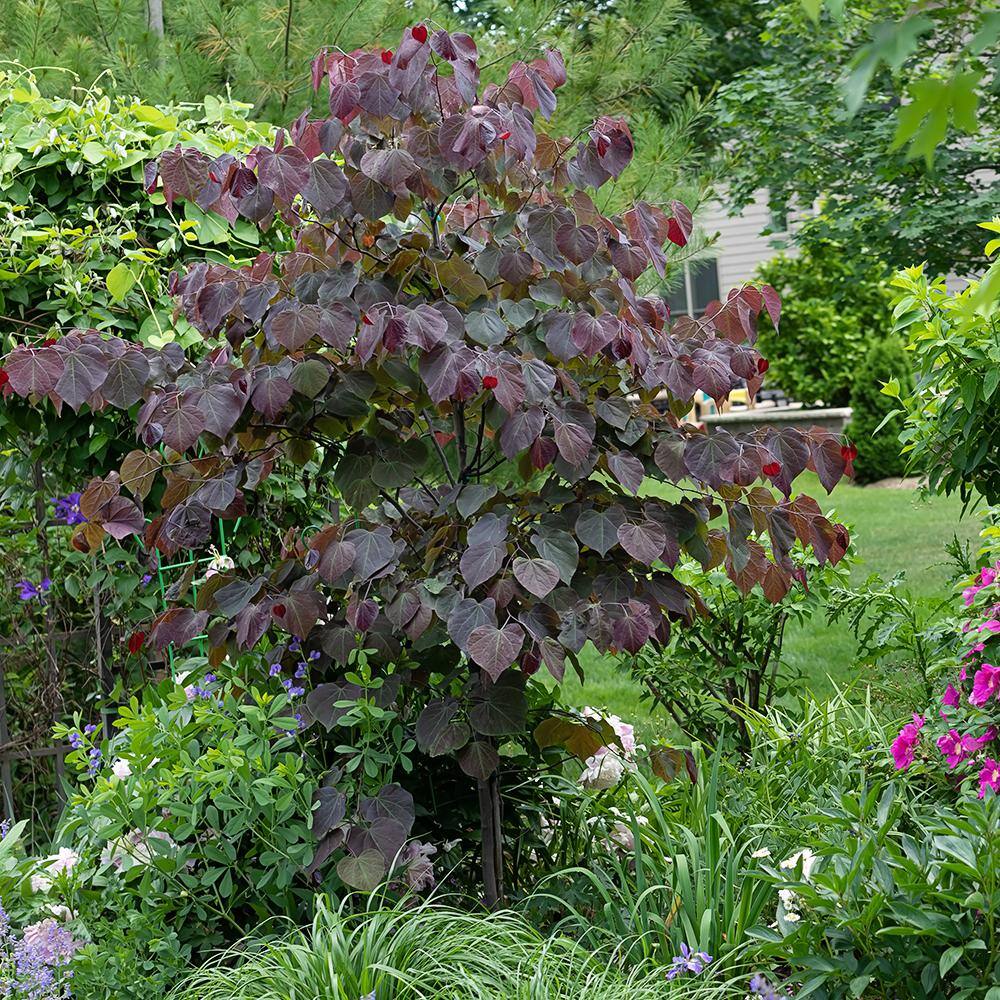5 Gal. Forest Pansy Pink Flowering Deciduous Redbud Tree REDFOR05G