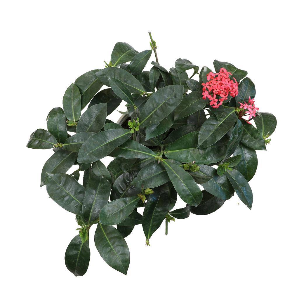 ALTMAN PLANTS Lone Star Growers 8 qt. Jungle Geranium shrub (Ixora Nora Grant) Pink blooms 0872606