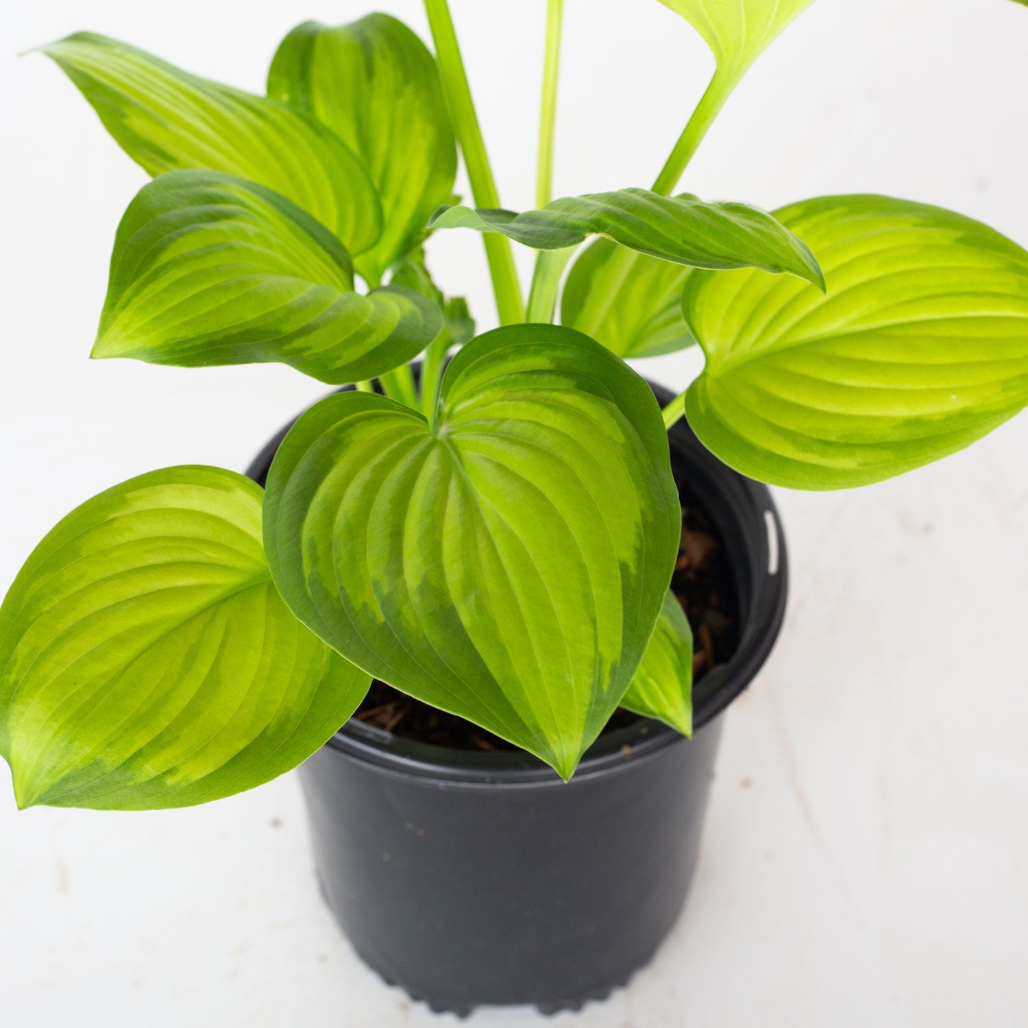 Guacamole Hosta (2.5 Quart) With bright green leaves Part Sun Live Outdoor Plant