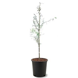 5 Gal. Weeping Willow Shade Tree WILWEE05G