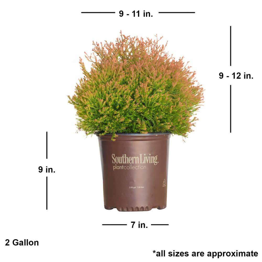 SOUTHERN LIVING 2 Gal. Fire Chief Arborvitae (Thuja) Live Dwarf Evergreen Shrub Golden-Orange Foliage 55292