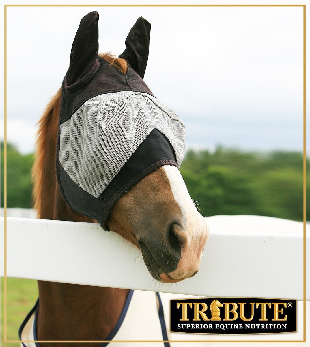 Tribute Equine Nutrition Equine Fly Control Block Horse Supplement， 33-lb block