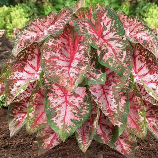 Garden State Bulb Carolyn Whorton Pink Caladium Bulbs Bare Roots (Bag of 40) ECS-82-40-04