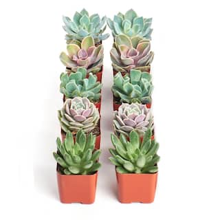 Shop Succulents Assortment of Hand Selected Fully Rooted Live Indoor Rose-Shaped Succulent Plants (10-Pack) 10-SUC-ROSE-2IN