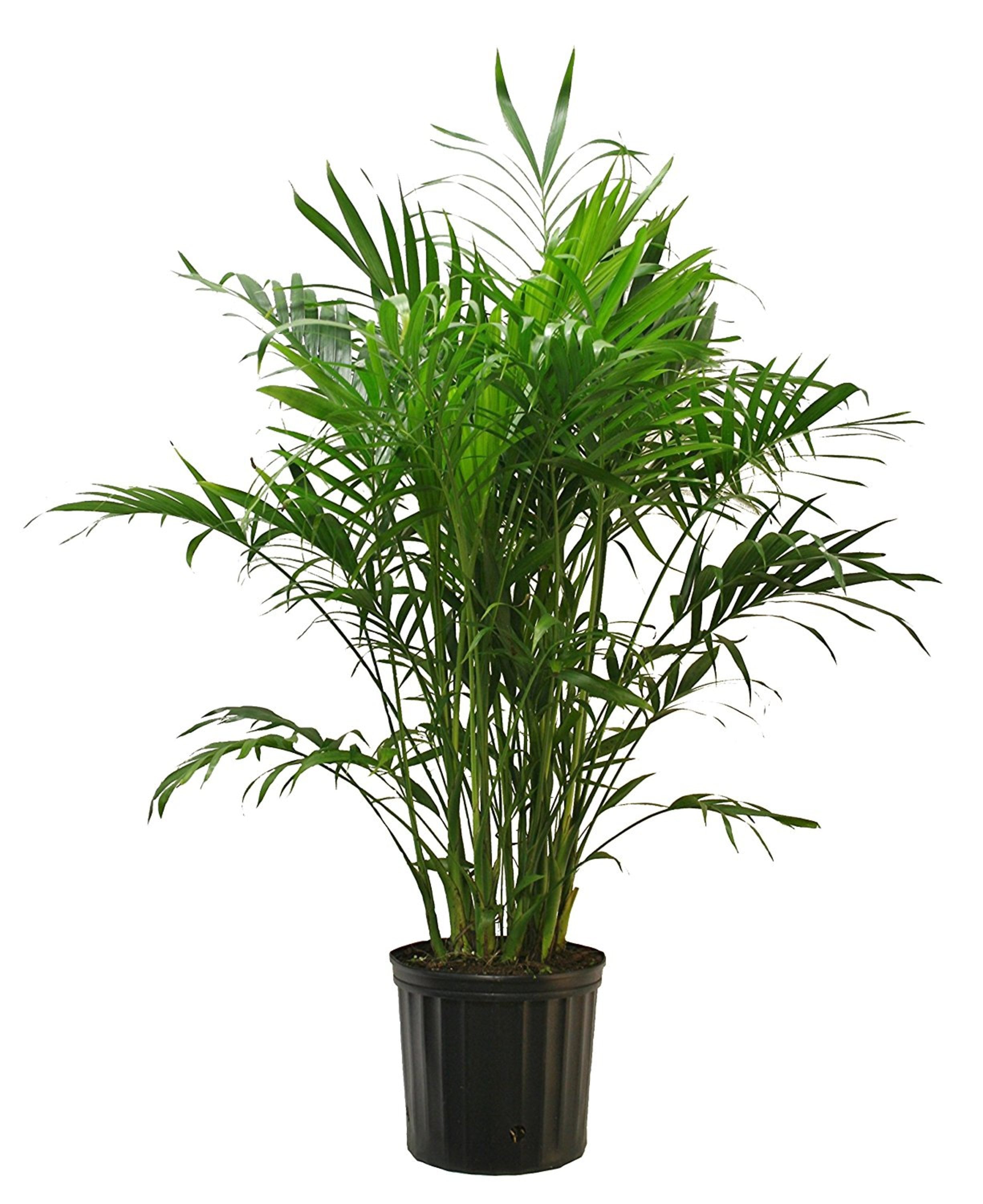 Costa Farms  Live Indoor 32in. Tall Green Cat Palm; Bright， Indirect Sunlight Plant in 10in. Grower Pot