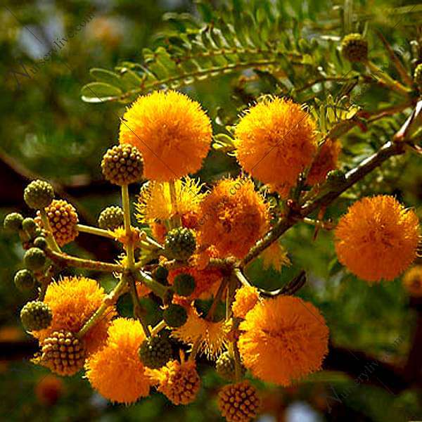 Acacia Farnesiana, Sweet Acacia - 0.5 kg Seeds