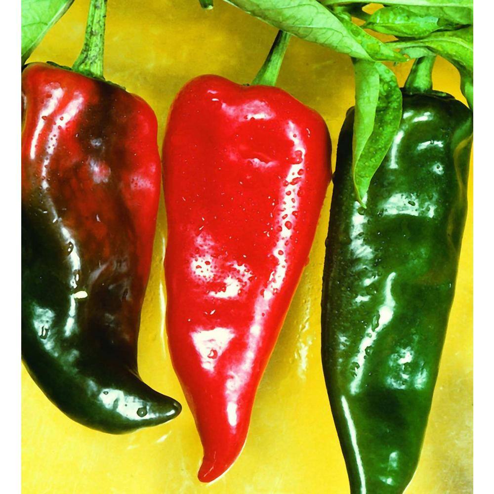 Bonnie Plants 19oz. Anaheim Hot Pepper Plant 2701