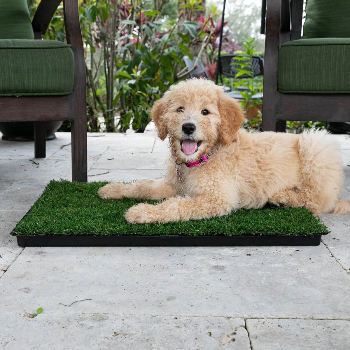 Gotta Go Grass The Natural Relief Dog Potty Pads， 16-in x 24-in