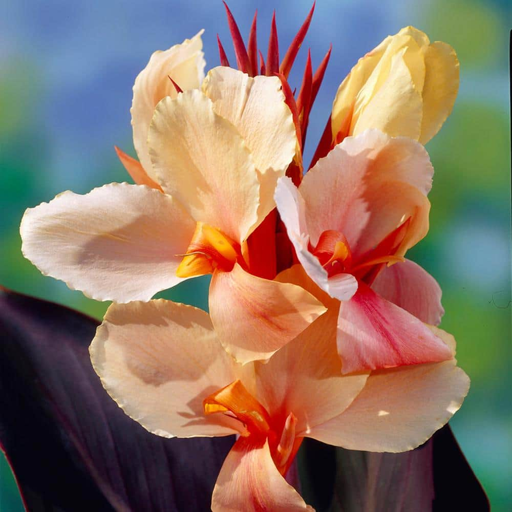 VAN ZYVERDEN Peach Canna Angel Martin Bulbs (5-Pack) 83452