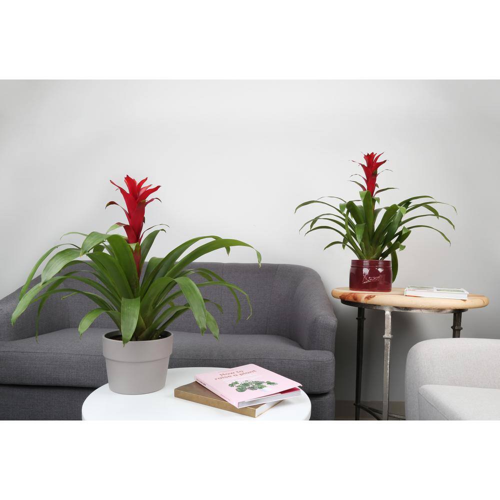 Costa Farms Grower's Choice Bromeliad Indoor Plant in 6 in. Grower Pot Avg. Shipping Height 1-2 ft. Tall (2-Pack) CO.BRO6GP2PK