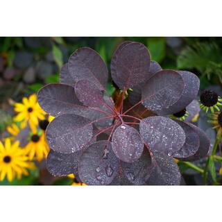 BELL NURSERY 3 Gal. Royal Purple Smokebush Live Flowering Shrub with Purple Foliage and Pink-Purple Flowers (1-Pack) SMOKE3RLP1PK