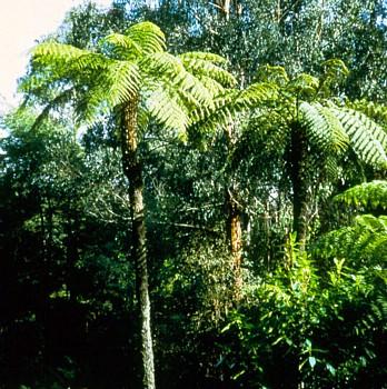 Australian Tree Fern - Cyathea cooperi - Exotic - 6