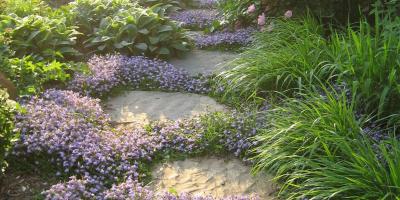 Classy Groundcovers - A collection of Purple Blooming Plants for Sun that Deer Avoid: 25 Mazus reptans + 25 Phlox subulata 'Purple Beauty'