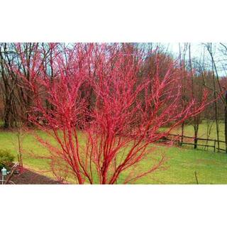 Online Orchards 2 Gal. Coral Bark Japanese Maple Tree with Brilliant Red-Coral Bark Brightly Displayed Throughout Winter SBAP205