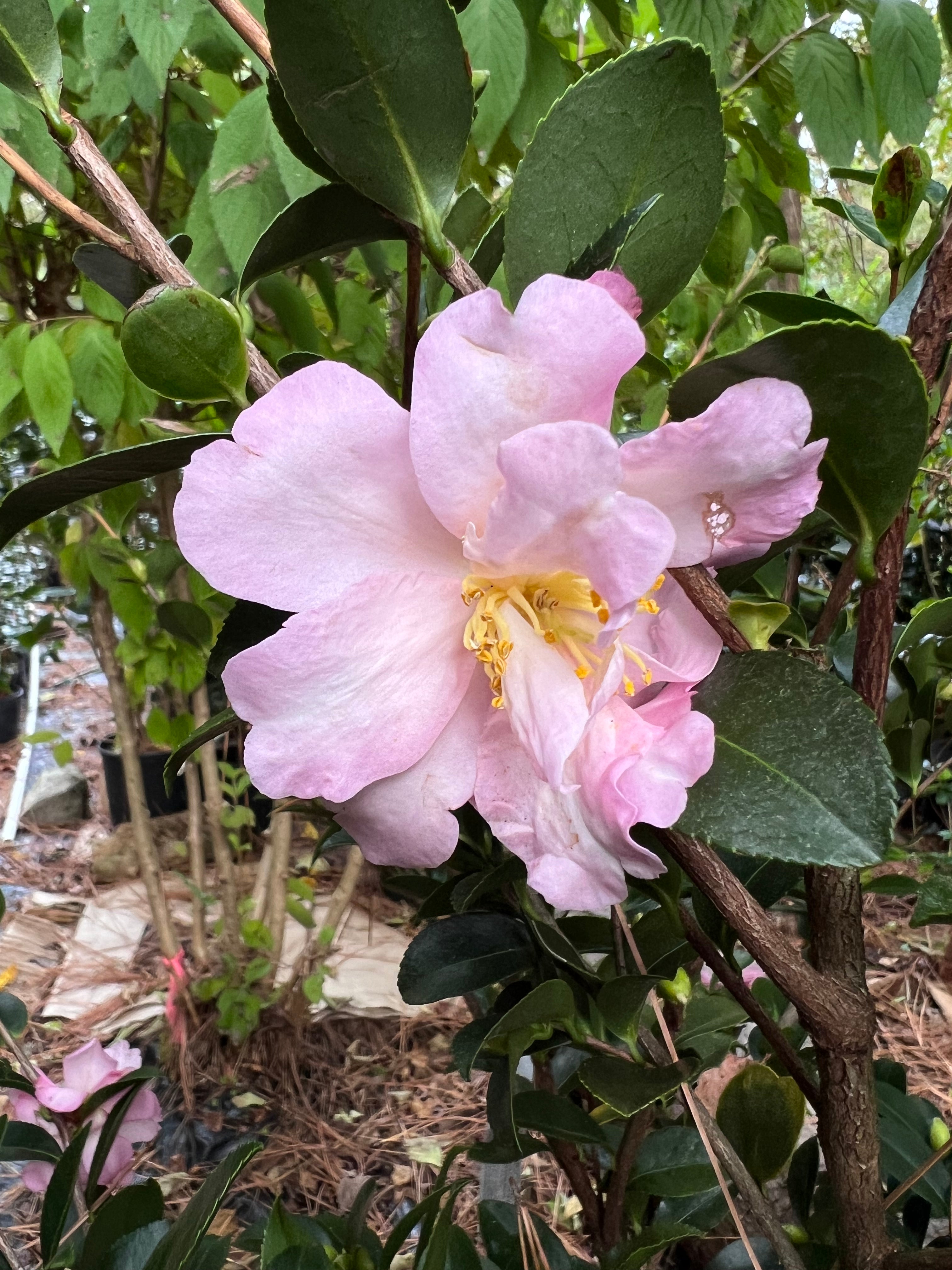 Camellia Pink Snow