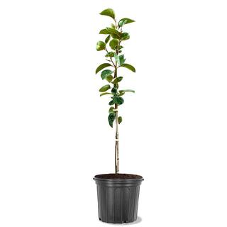 5 Gal. Fuyu Jiro Persimmon Tree PERJIR05G