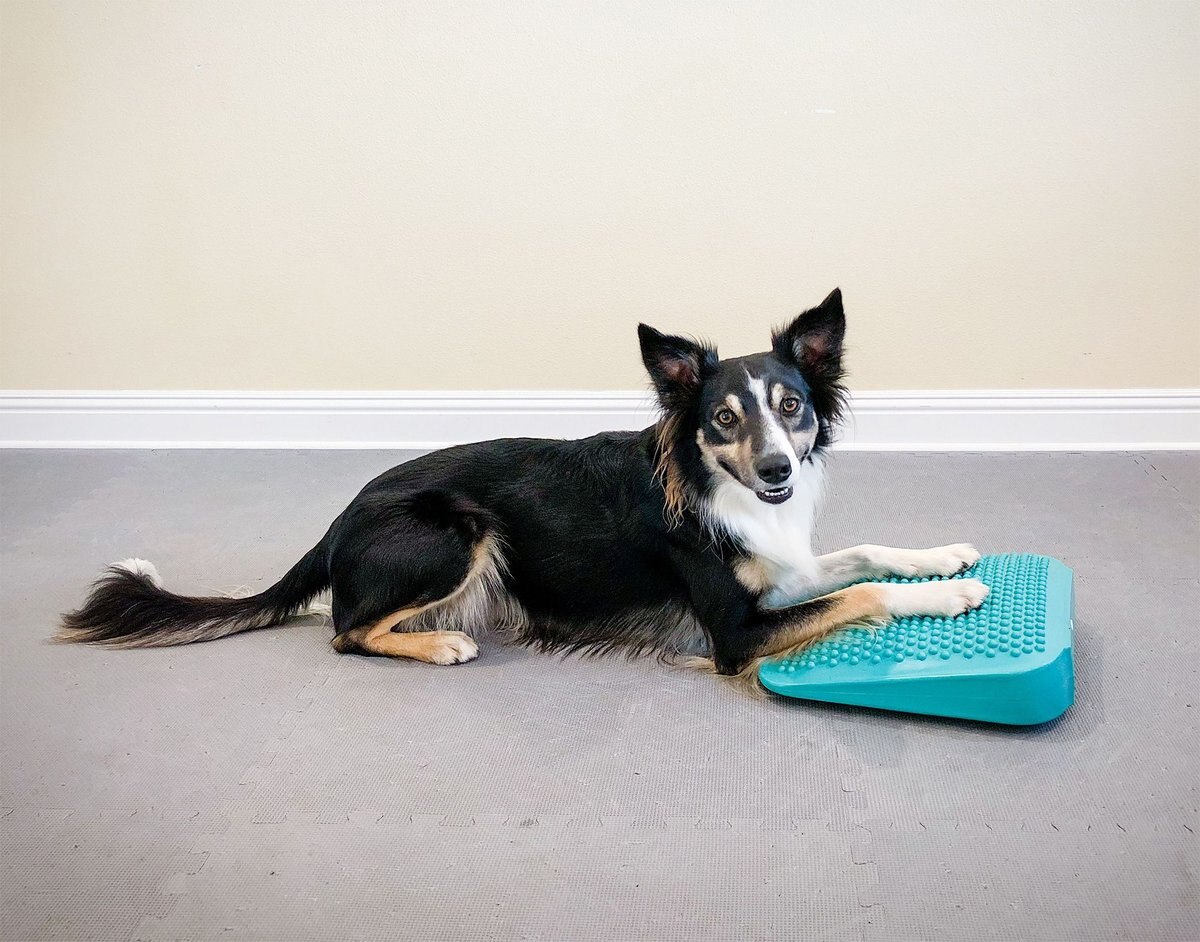 FitPAWS Dog Balancing Ramp