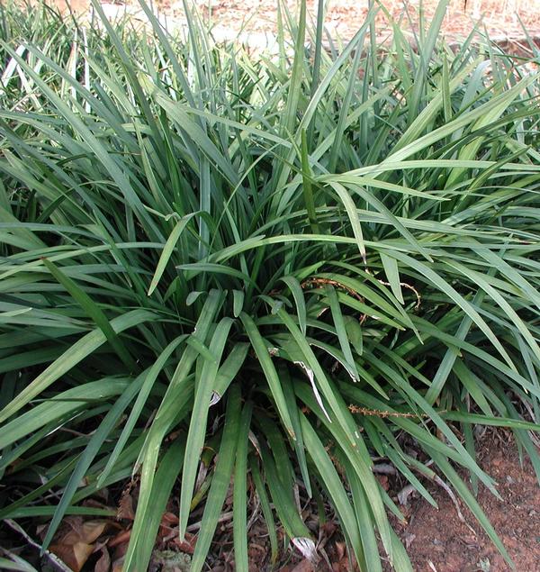 Liriope Muscari 'Emerald Goddess' Lily Turf