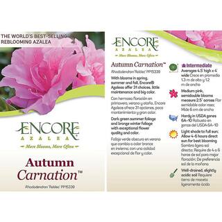 ENCORE AZALEA 1 Gal. Autumn Carnation Shrub with Semi Double Pink Flowers 10325