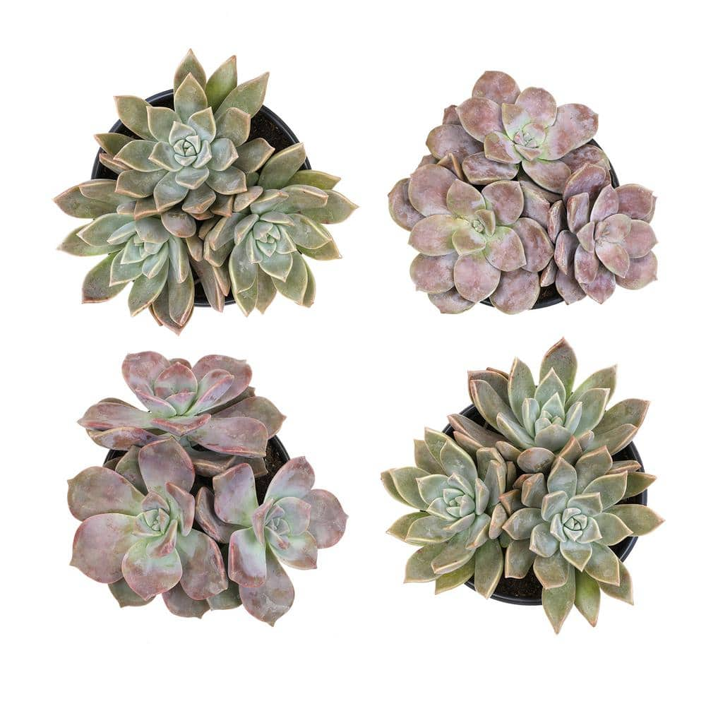 SMART PLANET 1 qt. Graptopetalum Assorted Succulents(4-Pack) 0872634